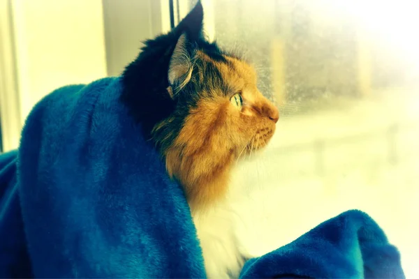 The code in the blanket on the windowsill. A cute cat looks out the window in winter — Φωτογραφία Αρχείου