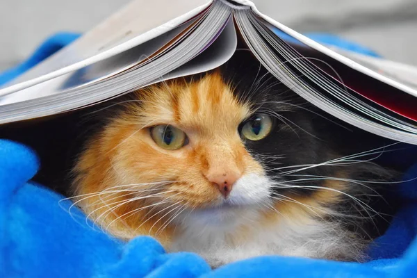 Le chat s'est caché sous le livre. Charmant chat de compagnie d'une couverture — Photo