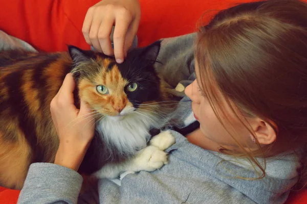 Une fille caressant un chat dans la pièce. Chat animal de compagnie — Photo