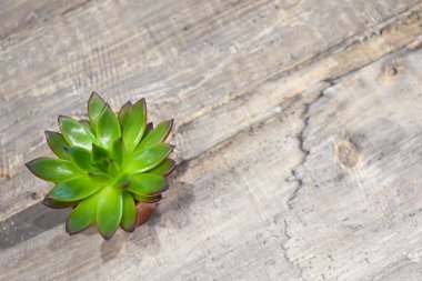 Çiçek saksısının içinde, masanın üstünde. Tek yeşil çiçek