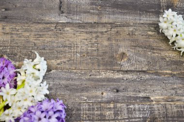 Paskalya için çiçekler. Sümbüller masada. İç kısımda çiçekler.