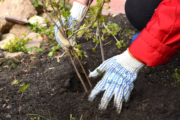 Trädgårdsmästare gräver i marken. Skötsel av grönsaksodlingar. Plantering av grödan i området — Stockfoto