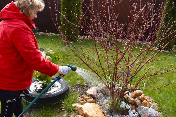 Trädgårdsarbete. Jordbruk. Pensionerade växter. skötsel av blommor — Stockfoto