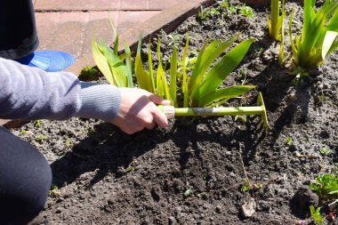 Bitkilerle ilgilenmek. Bahçede çalış. Tarım