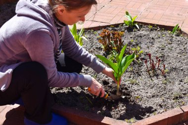 Lale ekiyorum. Yazın bahçede çalışan bir kız. Çiçeklerin bahar mahsulleri.