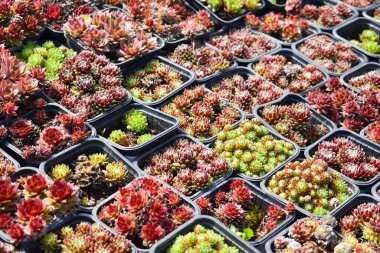 Bahçe için küçük yeşil bitkiler. Tarım ve bahçe pazarı