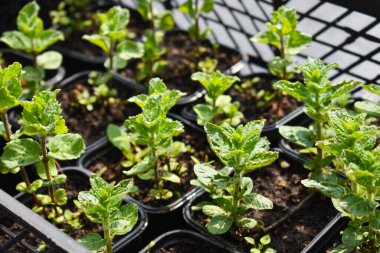 Bahçe için küçük yeşil bitkiler. Tarım ve bahçe pazarı