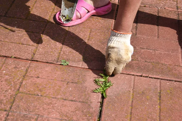 Reinigung von Pflasterplatten von Graskraut. Der Gärtner säubert den Garten — Stockfoto