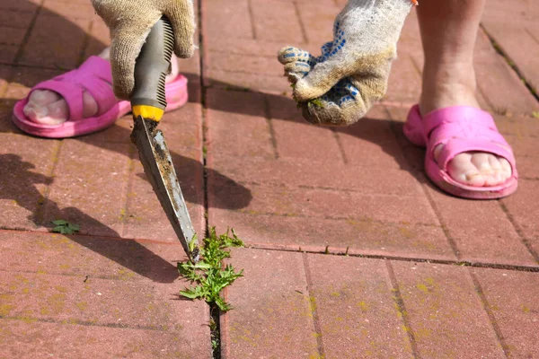 Puhdistus päällystys laatat ruoho rikkakasvien. Puutarhuri puhdistaa puutarhan. — kuvapankkivalokuva