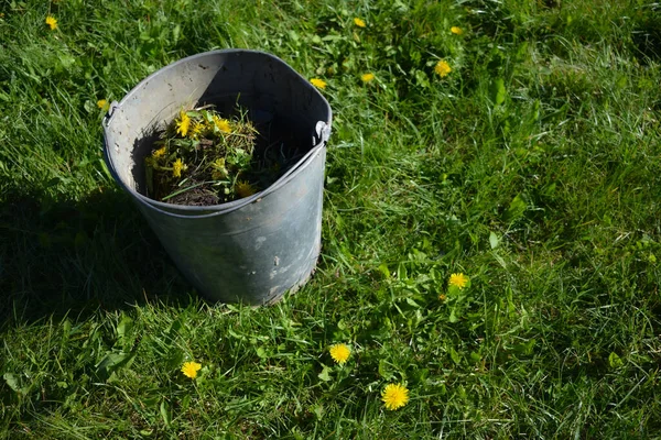 Deshacerse de las malas hierbas en el jardín. Los dientes de león amarillos crecen en el césped . — Foto de Stock