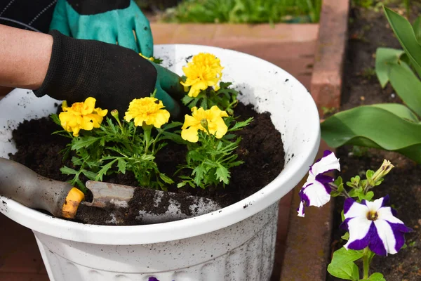 Trädgårdsskötsel. plantera plantor av trädgårdsblommor. Dekorativa blommor i trädgården — Stockfoto