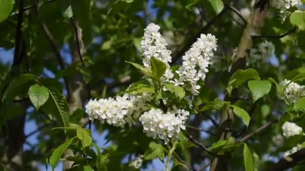 Witaj Wiosno. Pierwsze kwitnienie kwiatów na gałęziach drzew. — Wideo stockowe