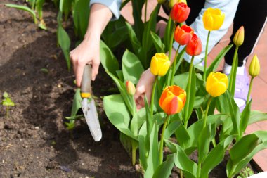 Bahçe aletleri. Bahçedeki kırmızı laleler. Yazın bahçıvanlık.