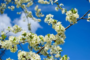 Ağaçlar çiçek açtı. Güzel kokulu tomurcuklar. Meyve ağaçları çiçek açmış.