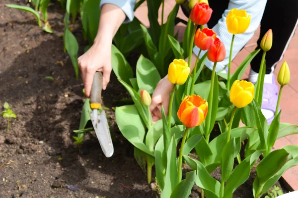 Bahçe aletleri. Bahçedeki kırmızı laleler. Yazın bahçıvanlık.