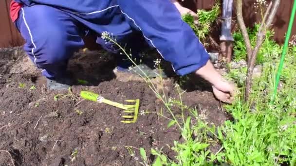 Mężczyzna w ogrodzie otwarty latem wyrywa chwasty — Wideo stockowe