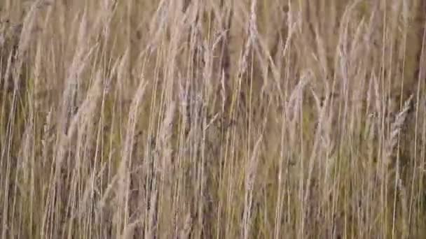 Gyllene vete rör sig i vinden. Naturlig skönhet våren spikar — Stockvideo