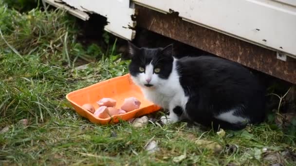 The problem of hungry cats on the street. Pet eats a sausage — Stock Video