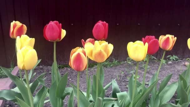 Tuinbouw en bloementeelt. Mooie lentebloemen in bloei in de tuin. — Stockvideo