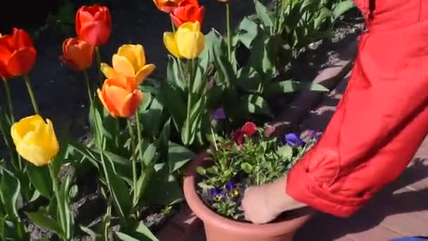 Trädgårdsblommor i krukor. Vårplantering av blommor. tulpaner och petunior — Stockvideo