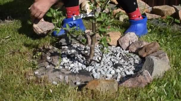 The pensioner working in the garden. Caring for garden trees in the spring. — Stock Video