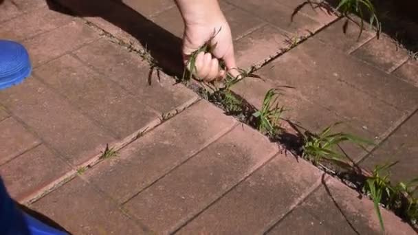 Ogrodnictwo na świeżym powietrzu. Nagranie z otyłości z zioła. Emerytowana flora hobby — Wideo stockowe