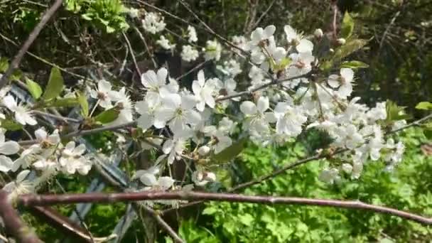 Merhaba May. Güzel çiçek açan beyaz bahar. Ağaçlardaki ilk çiçekler — Stok video
