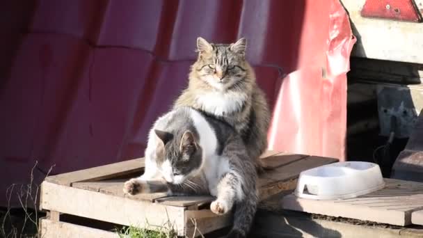 Dwa koty wygrzewają się na słońcu w mieście. Miejska ulica Zwierzęta domowe — Wideo stockowe