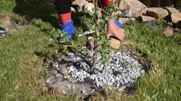 Le retraité qui travaille dans le jardin. Prendre soin des arbres de jardin au printemps . — Video