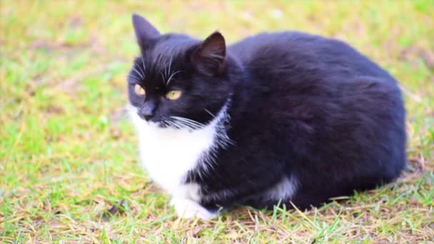 Eine schwarze Katze sitzt auf dem Gras und spürt die Kälte. Problem der Obdachlosen