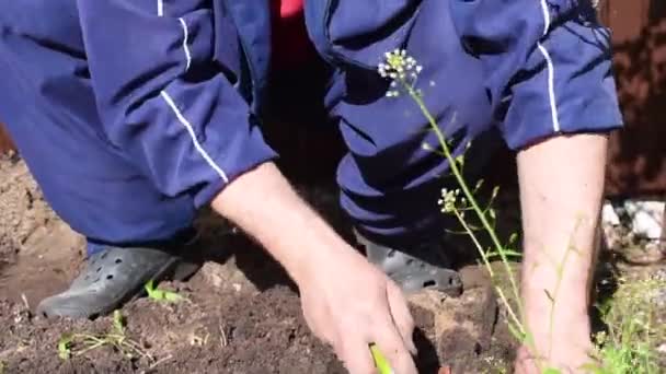 Trädgårdsskötsel på sommaren i området. Mannen drar upp ogräset ur marken. — Stockvideo