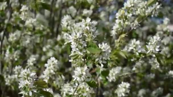 Hola May. hermosa primavera blanca floreciente. Las primeras flores en los árboles — Vídeos de Stock
