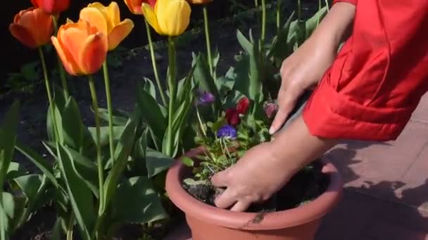 Gartenblumen in Töpfen. Frühjahrspflanzung von Blumen. Tulpen und Petunien — Stockvideo