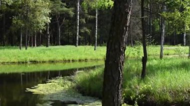 Yazın ormandaki küçük bir nehrin üzerindeki kütük köprüsü. Göleti olan güzel bir orman.