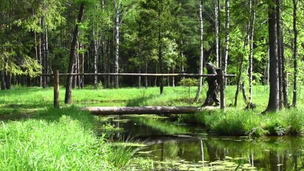 Donna in abiti turistici viaggia da sola nella foresta estiva. ponte di tronco di legno . — Video Stock