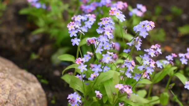 Małe niebieskie kwiaty rosną na ziemi. Ogrodnictwo na zewnątrz. — Wideo stockowe