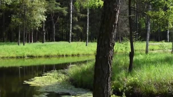 Logboek brug over een kleine rivier in het bos in de zomer. Prachtig bos met een vijver. — Stockvideo