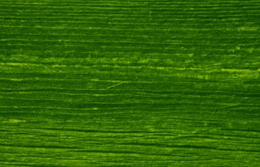 Grafik tasarımı için yeşil doku arkaplanı