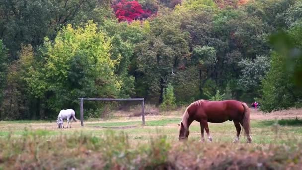 Male brown horse grazing in a meadow between trees on a summer day. — Stock Video