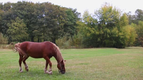 Mannelijk bruin paard grazen in een weiland tussen de bomen op een zomerdag. — Stockvideo