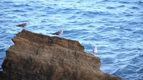Vista da gaivota branca ficar no navio em montanhas. Dia de verão . — Vídeo de Stock