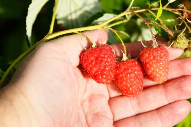 Sulu olgun ahududu bir bahçede güneşli yaz gününde tutan eller. Hasat kavramı.