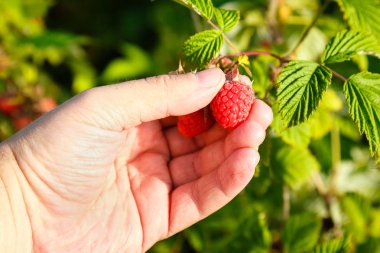 Sulu olgun ahududu bir bahçede güneşli yaz gününde tutan eller. Hasat kavramı.