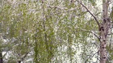 Ağaç bir kar yağışı altında yeşil yaprakları ile.