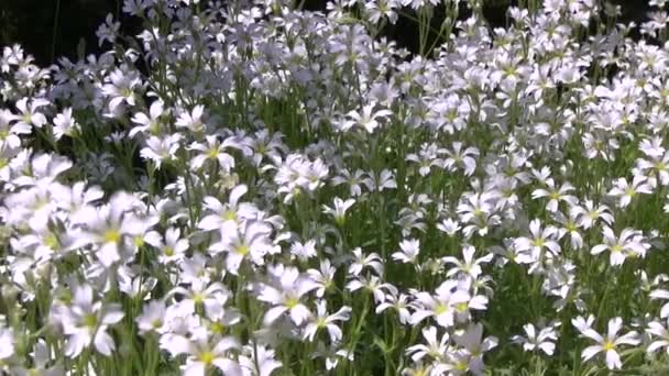 Fabriek van witte wilde bloemen op wind, zonnige zomerdag. — Stockvideo