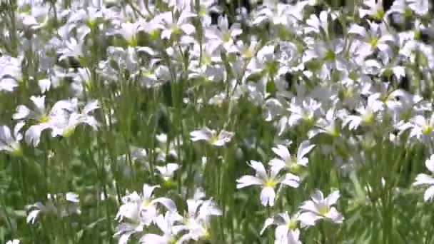 Растение белых полевых цветов на ветру в солнечный летний день . — стоковое видео
