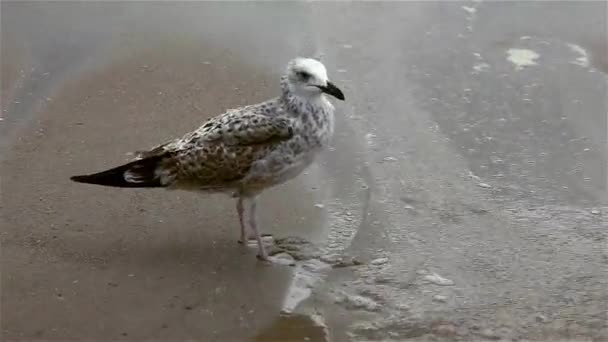 Grupp av fiskmåsar på en sandstrand på blåsig dag. — Stockvideo