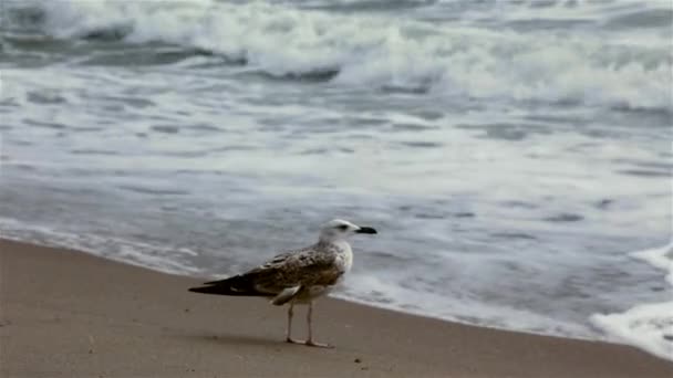 Group of seagulls on a sandy beach at windy day. — Stock Video