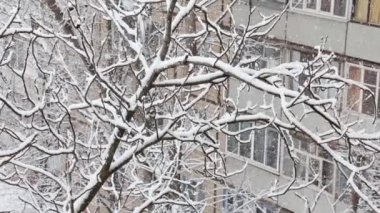 Kış parkında kar yağıyor. Ağaçlar karla kaplı..