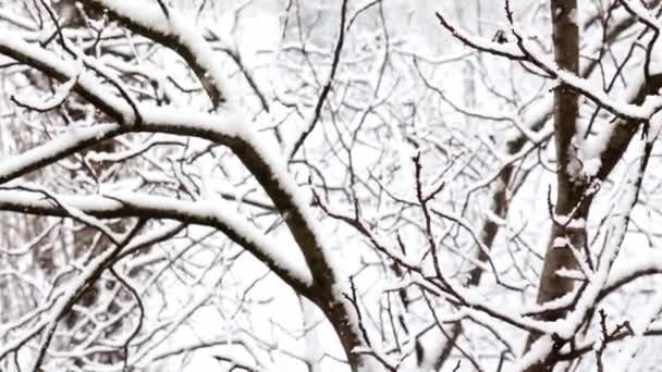 Πτώση χιονιού σε χειμερινό πάρκο με χιονισμένα δέντρα. — Αρχείο Βίντεο